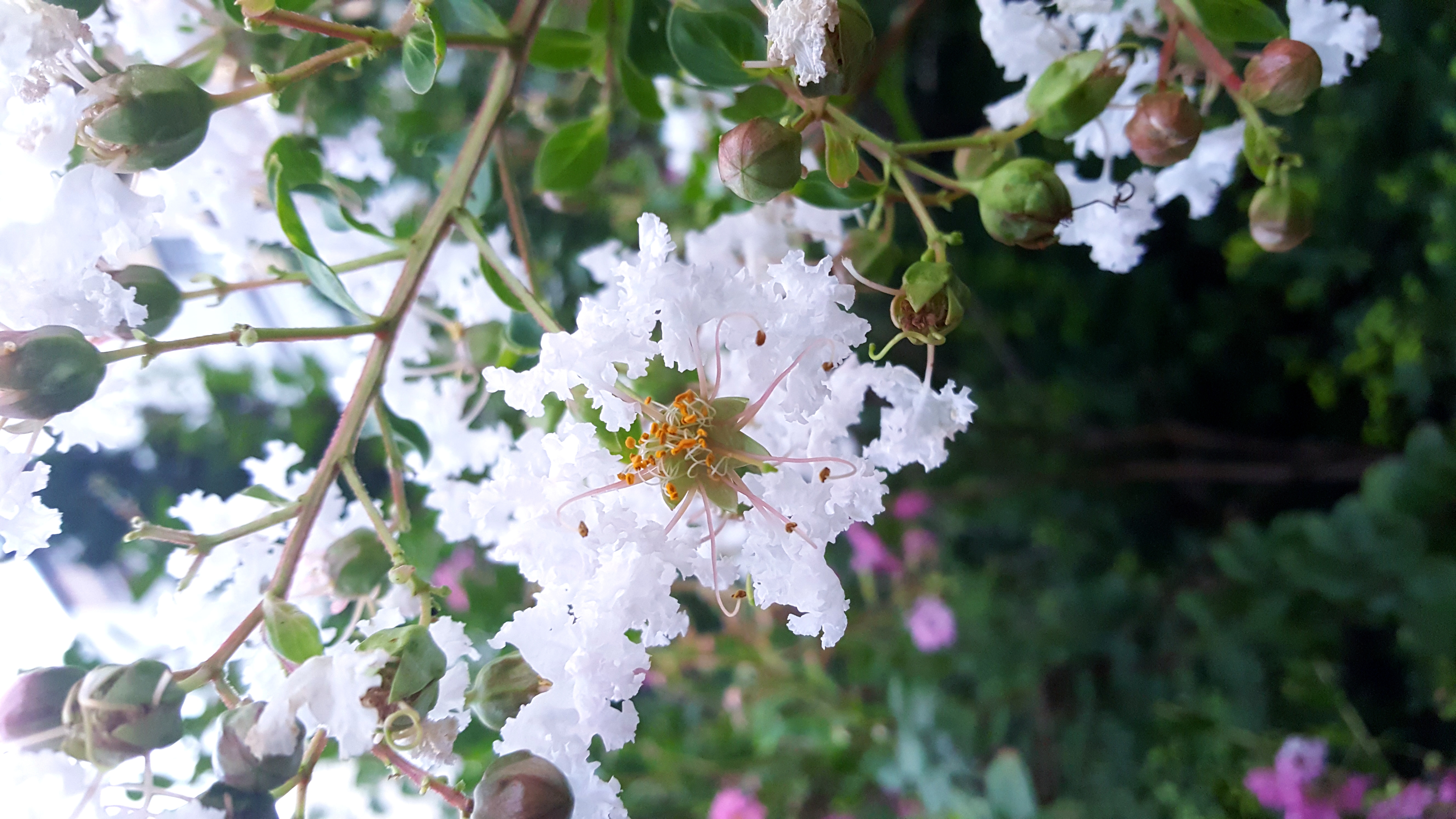 花儿一枚